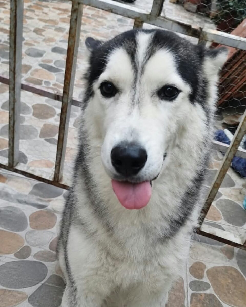 Benji