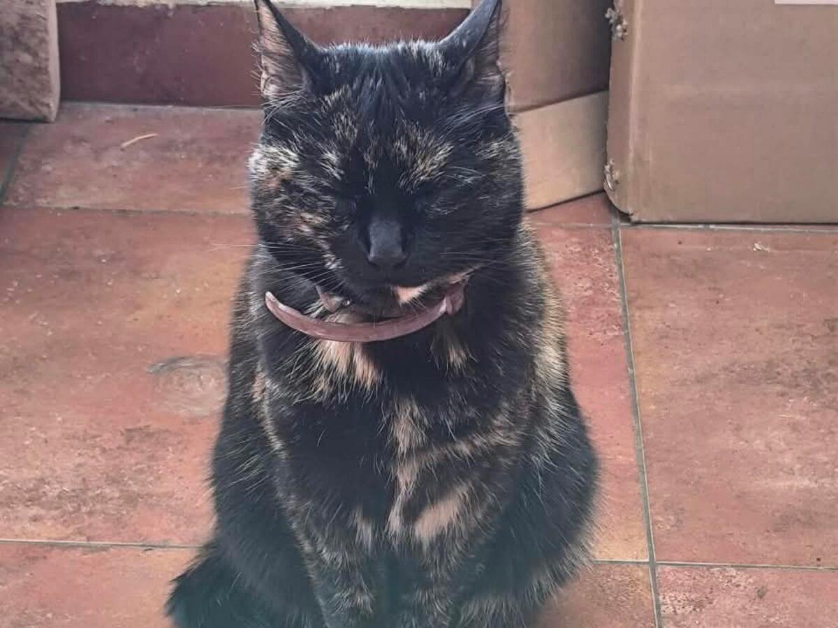 Maya